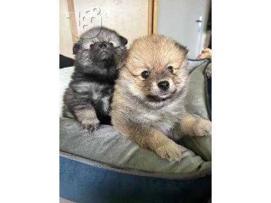 Pomeranian